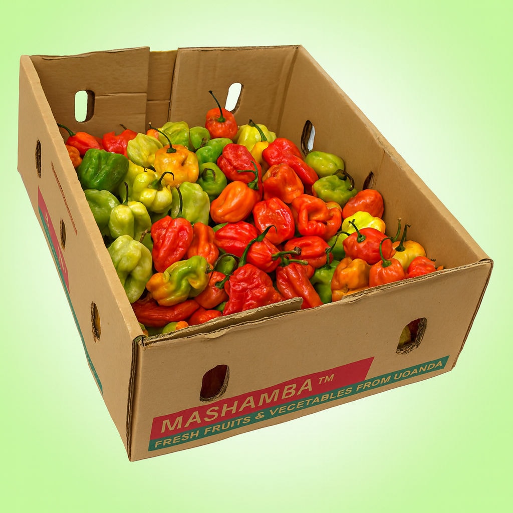 Hot Scotch Bonnet Ugandan Pepper Box - Main - <p>This Hot Scotch Bonnet Ugandan Pepper Box is packed with vibrant, fiery scotch bonnet peppers sou